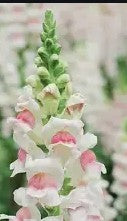 Boutonniere